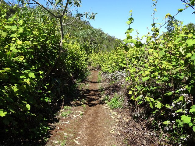 Le même bordé de vignes marronnes