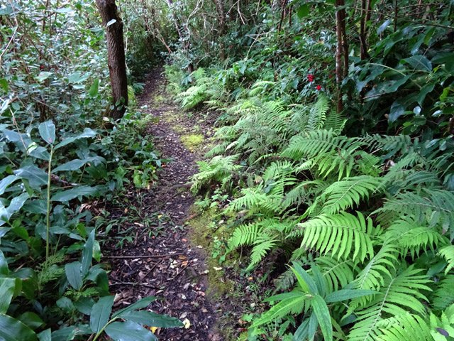 Début de montée dans les fougères