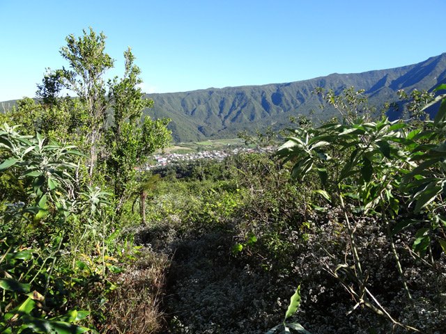 Vers le Trou, l'endroit le plus recouvert de plantes envahissantes