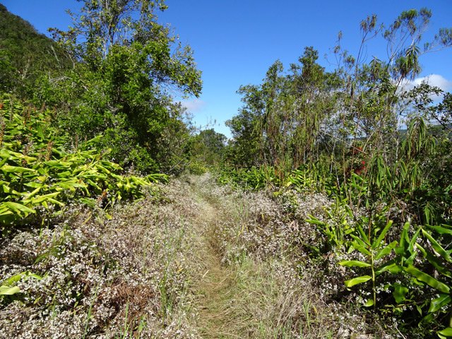 Sentier bordé de jouvences et de longoses
