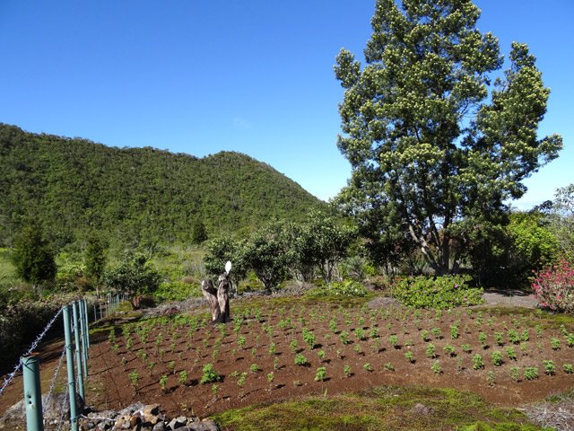 Un minuscule champ de géranium rosa