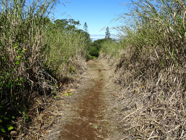 Retour vers les Canaux sur sentier bordé de cannes fourragères