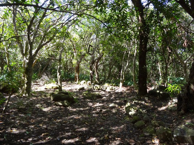 Fin ombragée du sentier et début de la piste