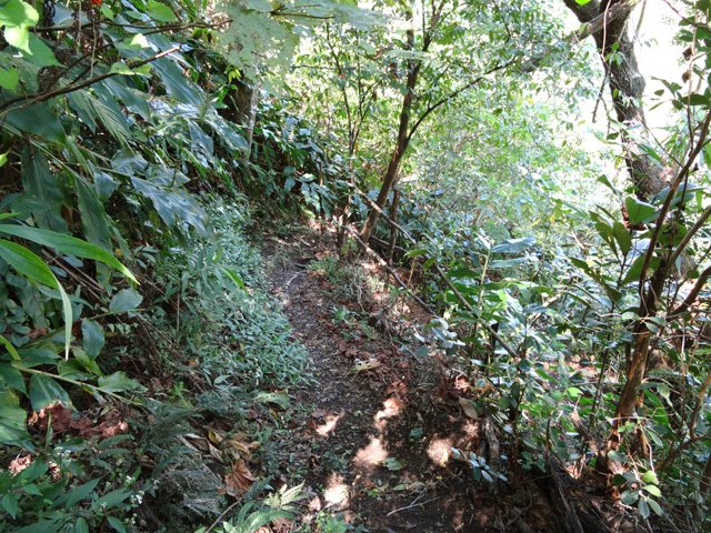 La descente vers le Bras Montplaisir. Bientôt la fin de la boucle