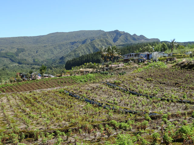 Vers le Mapou et le Petit Bénare depuis les champs de géraniums si on poursuit après le tunnel