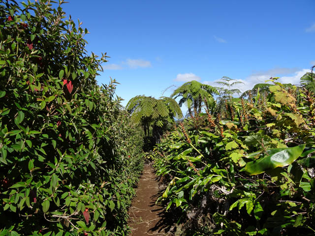 Longoses et lysandras s'il n'y a pas de canne fourragère