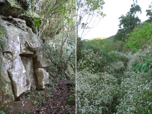 Beaucoup de jouvences humides avant de rencontrer des parties rocheuses pour atteindre le Trou