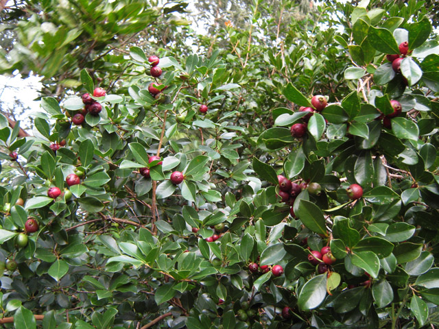 Quelques portions traversent de belles zones de goyaviers