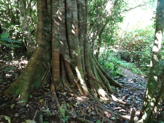 Les goyaviers l'emportent sur les beaux troncs