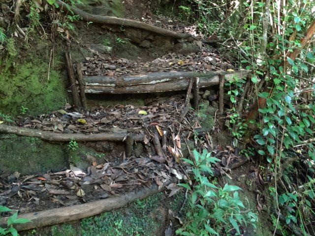 Puis il monte violemment par la suite sur des racines ou vieilles marches