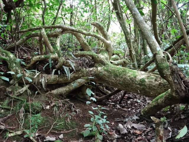 Nature morte constituée d'une racine d'arbre encore vivant