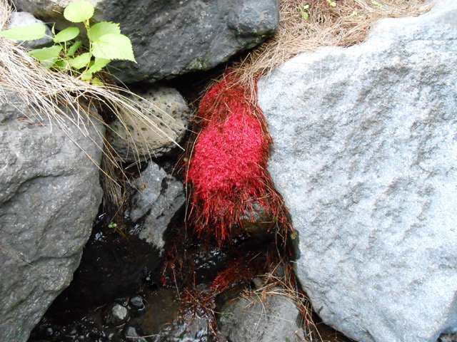 Les racines très caractéristiques de filaos quand elles sont dans l'eau
