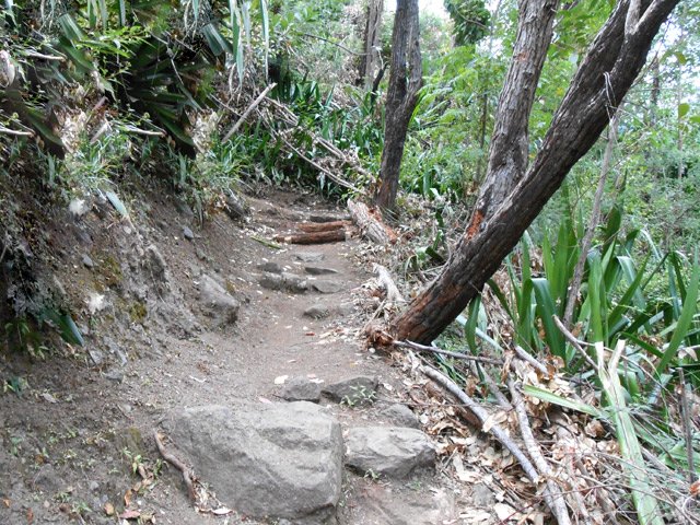 Grimpette sous les eucalyptus vers la Chapelle