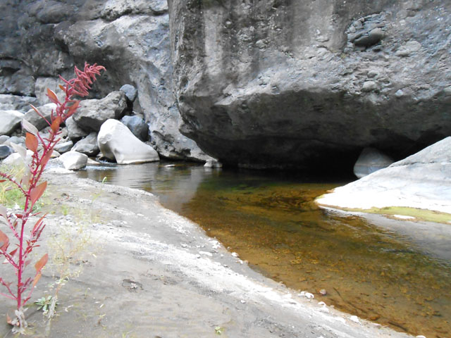 Bassin semi-couvert avec truites à l'abri