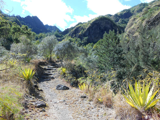 Chocas et bois d'olive en longeant la vallée de la Ravine Henri Dijoux