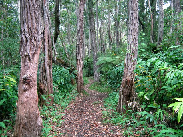 Les eucalyptus du sentier de Prévallée