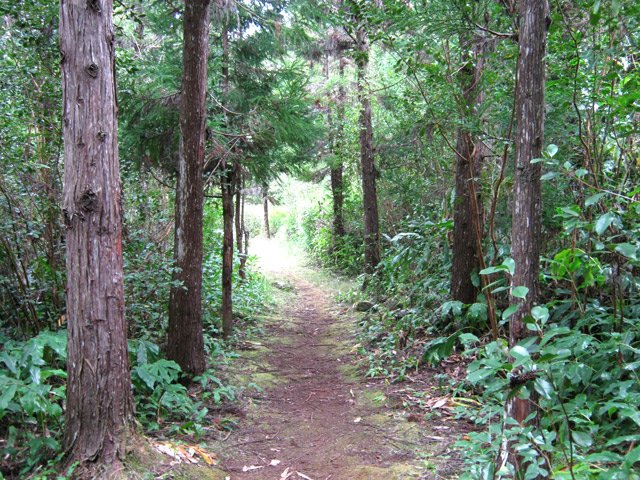 Les cryptomerias du sentier de Prévallée