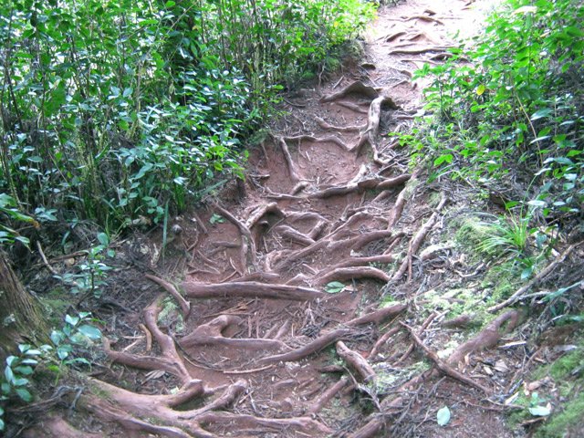 Belles parties recouvertes de racines de cryptomerias