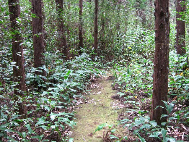 Portion plate et longoses