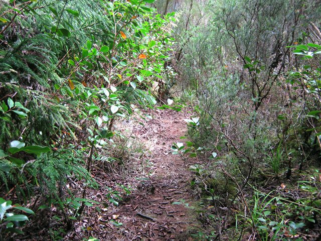 Le sentier qui monte le long du rempart sous les cryptomerias