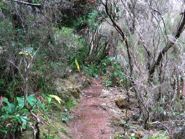 Celui qui monte sur la gauche dans les branles et fougères