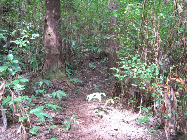Le début du sentier du rempart est aisé à repérer