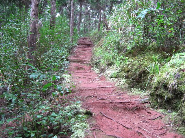 Quelques marches à travers les racines dans la terre rouge