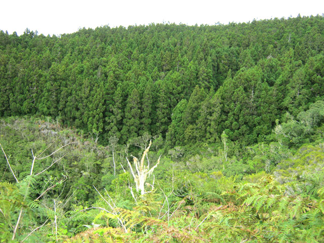 Vue du surplomb de la cascade. En face les cryptomerias côtoyés il y a quelques minutes