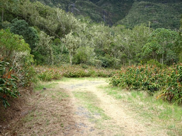 Plus bas, les cryptomerias sont remplacés par les tamarins des hauts