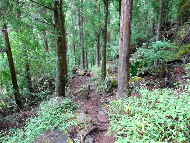 Le sentier de descente à travers les cryptomerias et entre les roches