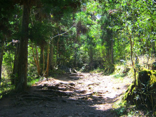 Pente faible sur beaucoup de racines et de pierres parfois instables