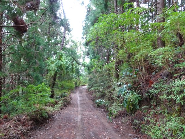 La piste forestière en direction du château d'eau