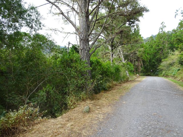 Suivre la piste ou préférer le sentier débutant à gauche avant le pin