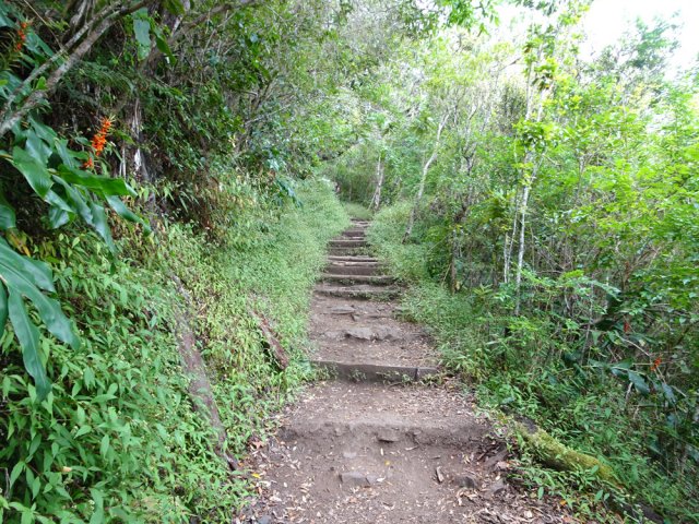 Une idée du sentier traversant le Plateau des Chênes