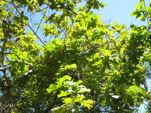 Un chêne facilement reconnaissable à son feuillage