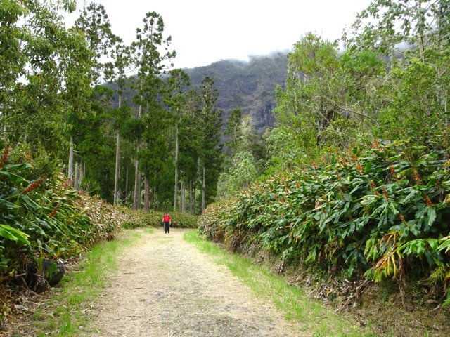 Immense forêt de cryptomerias envahie de longoses