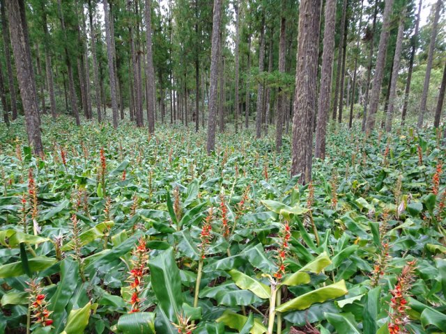 Impossible de marcher dans cette mer de longoses