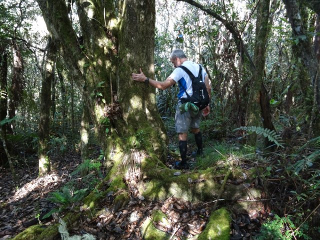 Il passe sur des racines centenaires