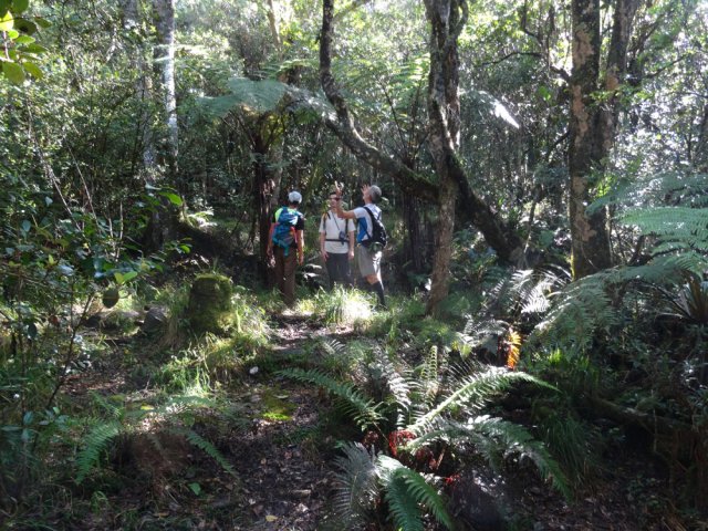 Hommage à la vénérable nature de la forêt du Tapcal