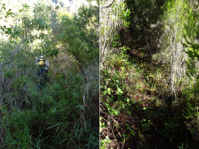 Le sentier, au départ, envahi mais praticable