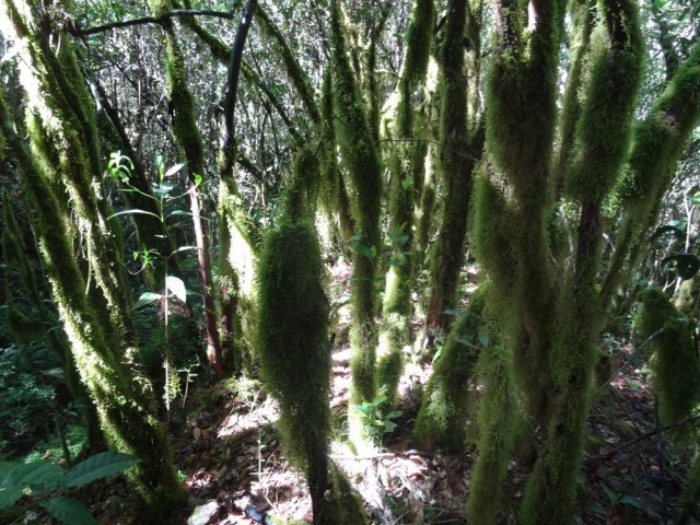 L'humidité favorise la prolifération des mousses