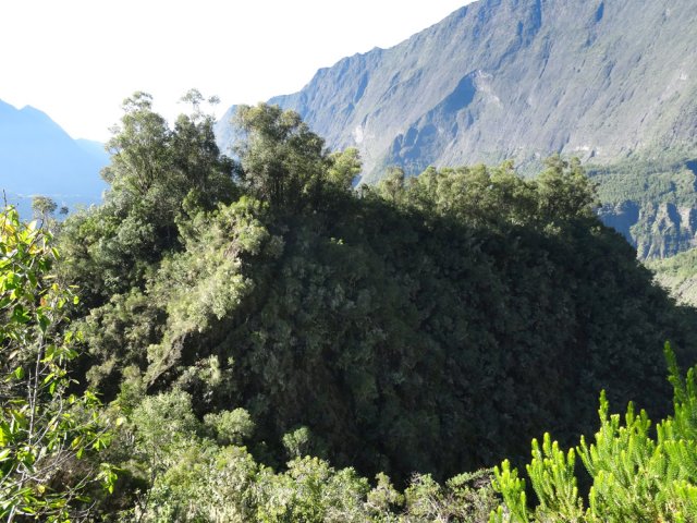 Le sentier à flanc de falaise après le bois d'eucalyptus