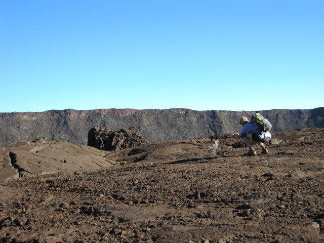 Une autre plante aura beaucoup plus de mal à survivre