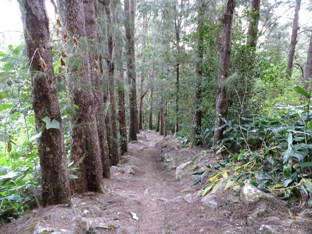 Après le Captage Grimaud, on retrouve les filaos et de plus en plus de longoses