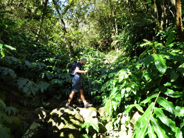 La fin de la montée s'effectue dans les longoses, en rive droite de la Ravine Savon