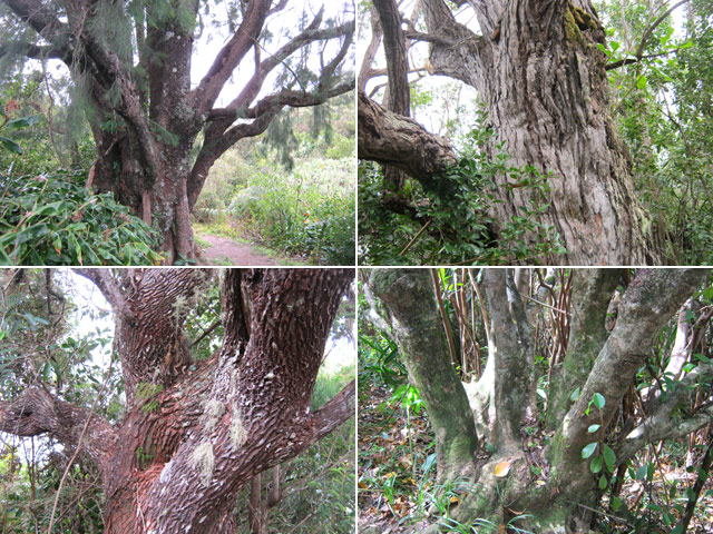 Beaux spécimens d'arbres (Filao, eucalyptus, bois de rempart, jamrosat)