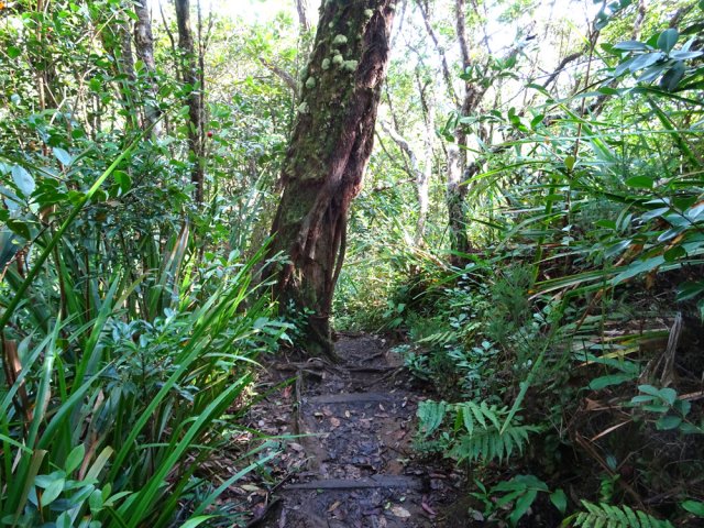 Le terrain est parfois un peu gras dans la descente
