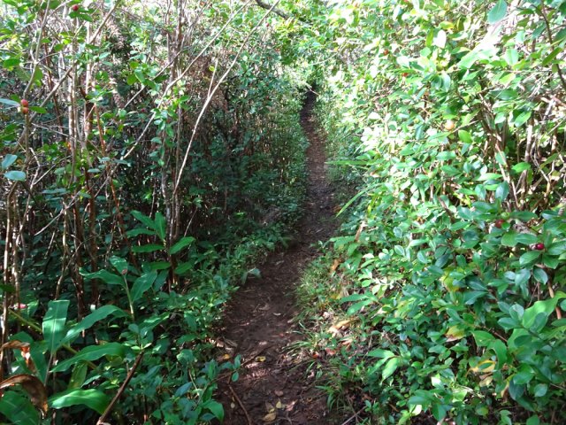 Inutile de tenter d'éviter les goyaviers