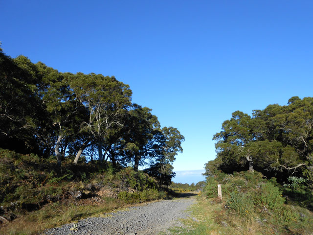 La Piste Forestière des 1800 dans une portion non incendiée