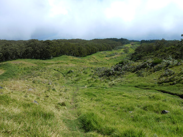 La magnifique forêt de tamarins qui longe la sommière Tête Dure